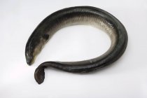 Fresh whole eel — Stock Photo