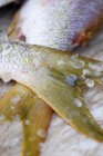 Fischschwänze mit Schuppen — Stockfoto