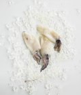 Top view of three squids and crushed ice on white surface — Stock Photo