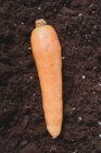 Zanahoria fresca madura - foto de stock