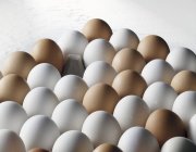 Bandeja de huevo sobre fondo blanco - foto de stock