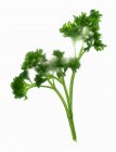 Curly green parsley — Stock Photo