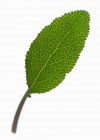 Fresh Sage leaf — Stock Photo