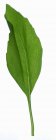 Зеленый лист базилика — стоковое фото