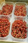 Grosellas rojas frescas recogidas - foto de stock