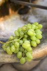 Frische grüne Trauben — Stockfoto