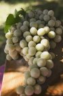 Uvas verdes con hojas - foto de stock