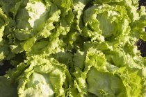 Iceberg lettuce in field — Stock Photo