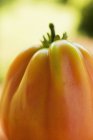Свежий спелый жёлтый помидор — стоковое фото