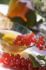 Honey in bowl and raw redcurrants — Stock Photo