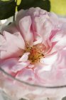 Nahaufnahme einer ausgewachsenen rosa Rose in Glasschale — Stockfoto