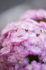 Vue rapprochée des fleurs roses Sweet Williams — Photo de stock
