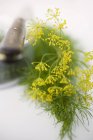 Dill flowers with knife — Stock Photo