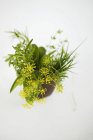 Bunch of herbs with dill flowers — Stock Photo