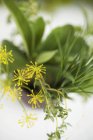 Bunch of herbs with dill flowers — Stock Photo