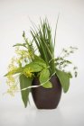 Bunch of herbs in brown beaker — Stock Photo