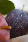 Red plum and damson with leaf — Stock Photo
