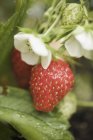 Fraises mûres avec floraison — Photo de stock