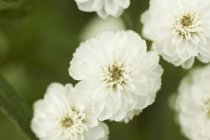 Вид крупным планом белых цветов георгины — стоковое фото