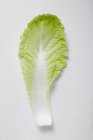 Китайська капустяний лист — стокове фото