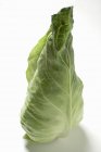 Green pointed cabbage — Stock Photo