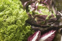 Auswahl von Salat und Radicchio — Stockfoto