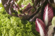 Auswahl von Salat und Radicchio — Stockfoto