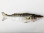 Frischer Zanderfisch — Stockfoto