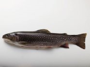 Fresh whole brook charr fish — Stock Photo