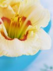 Closeup view of one day lily flower — Stock Photo