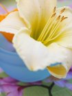 Closeup view of one day lily in blue bowl — Stock Photo