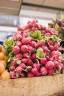 Fresh picked radishes — Stock Photo