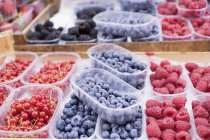 Fresh summer berries in punnets — Stock Photo