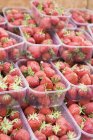 Fresas en envases de plástico - foto de stock