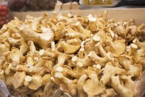 Fresh chanterelles in crate at market — Stock Photo