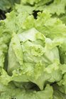 Iceberg lettuce in vegetable bed — Stock Photo