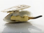 Крупним планом вид молюска у відкритій оболонці — стокове фото