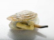 Closeup view of cooked clam in shell on white surface — Stock Photo
