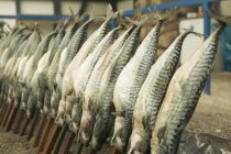 Gros plan vue diurne des brochettes de poisson dans une rangée — Photo de stock
