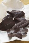 Chocolate leaves on paper — Stock Photo