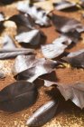 Several different chocolate leaves — Stock Photo