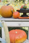 Fresh picked squashes and pumpkins — Stock Photo