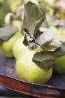 Fresh picked Quinces with leaves — Stock Photo