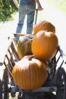Man pulling cart with pumpkins — Stock Photo
