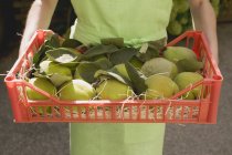 Woman holding crate of quinces — Stock Photo