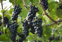 Pinot nero uva nera — Foto stock