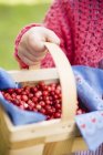 Child holding cranberries in basket — Stock Photo