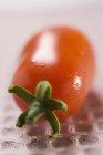 Pomodoro fresco di prugne — Foto stock