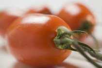 Tomates de ameixa em videira — Fotografia de Stock