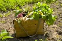 Basket of fresh vegetables in a field ground outdoors during daytime — Stock Photo